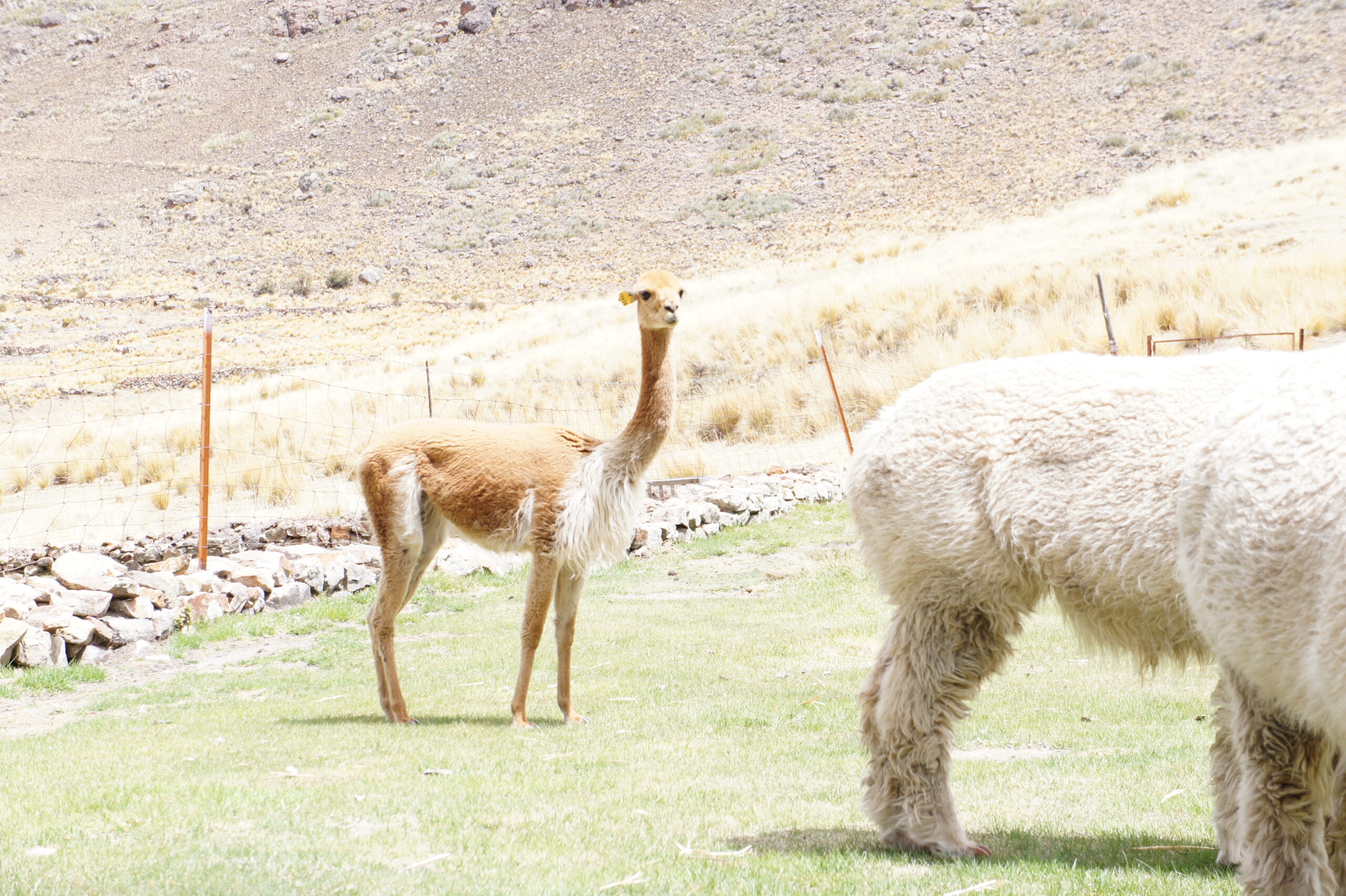 ビクーニャ ビキューナ超貴重 グアナコ Guanaco ファー 毛皮 敷物 ラッ 